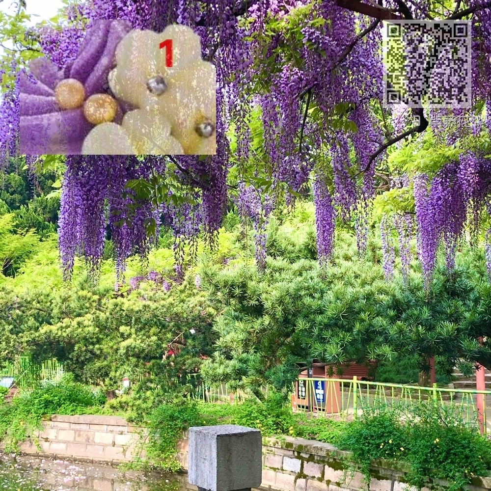 9 紫藤花 9 紫藤花