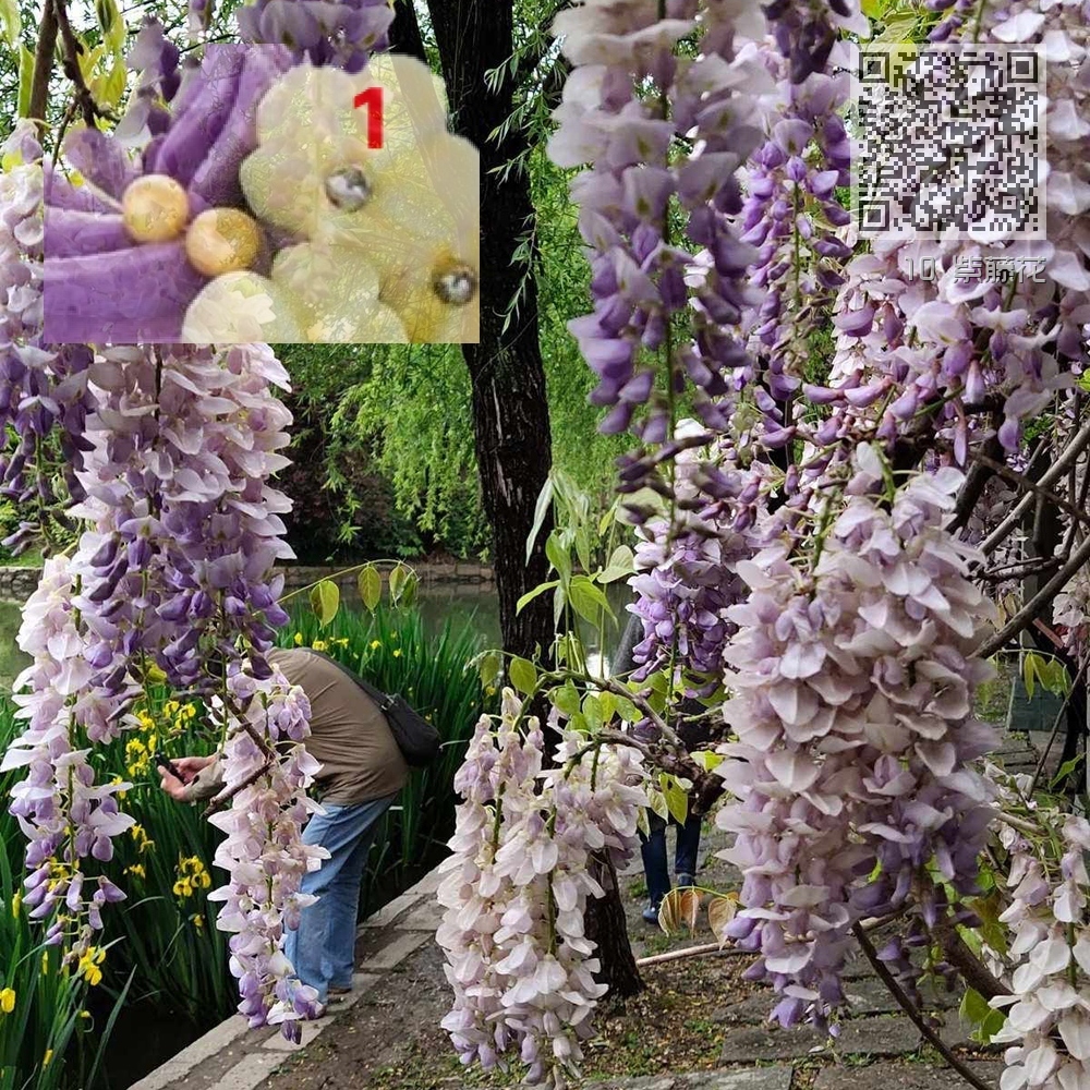 10 紫藤花 10 紫藤花