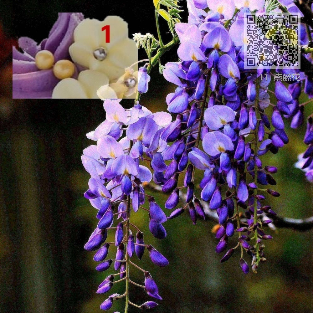 11 紫藤花 11 紫藤花