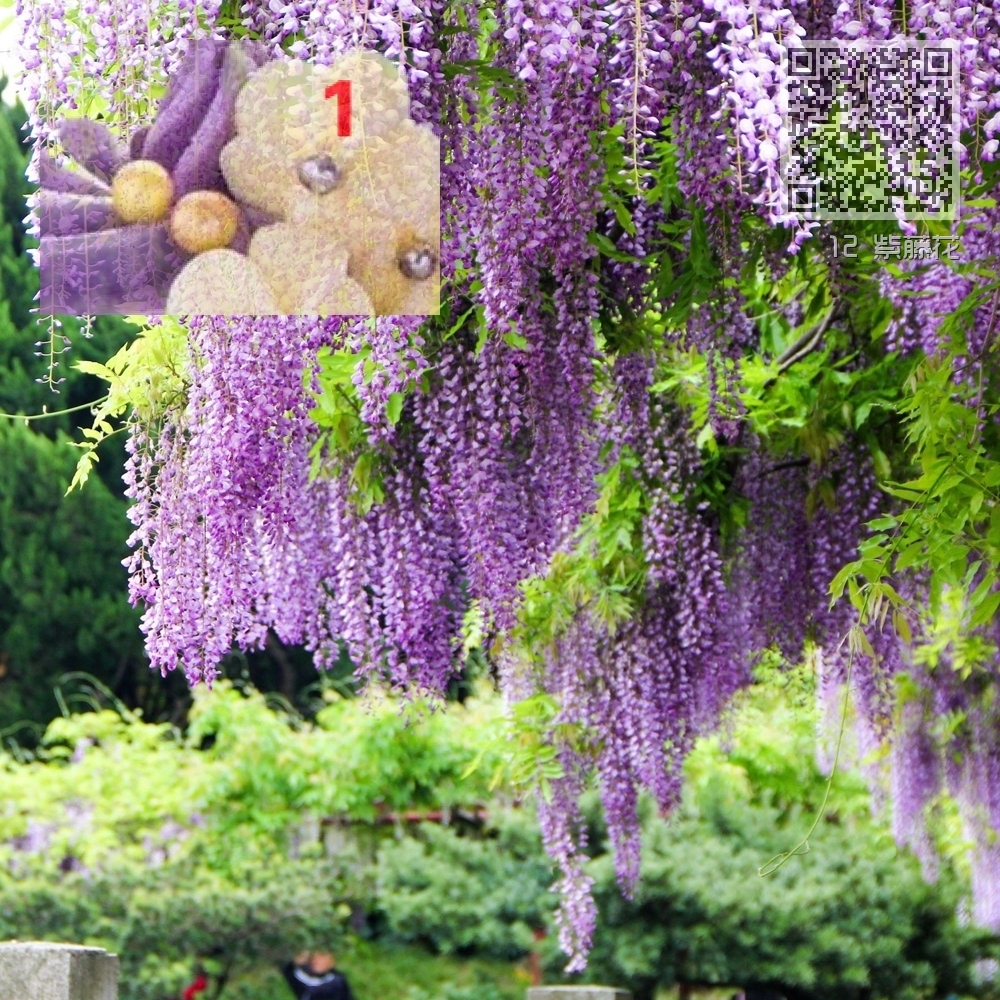 12 紫藤花 12 紫藤花