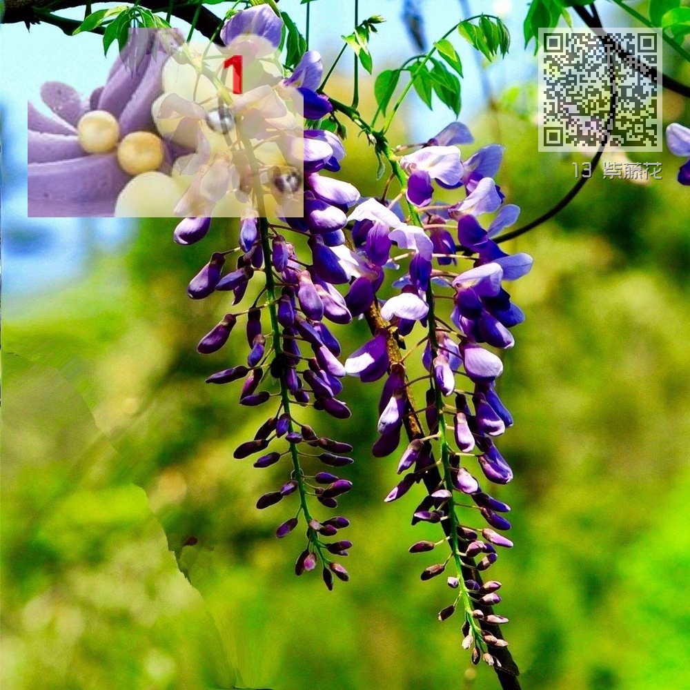 13 紫藤花 13 紫藤花