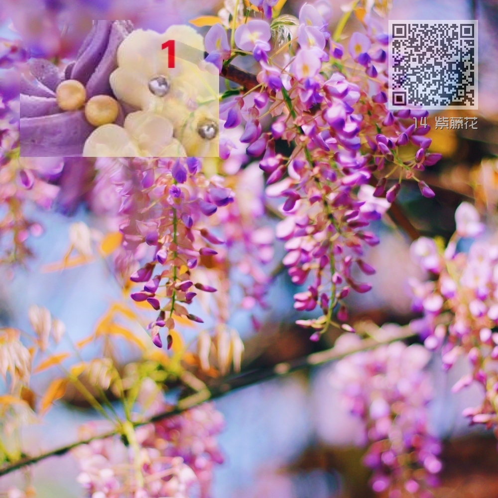 14 紫藤花 14 紫藤花