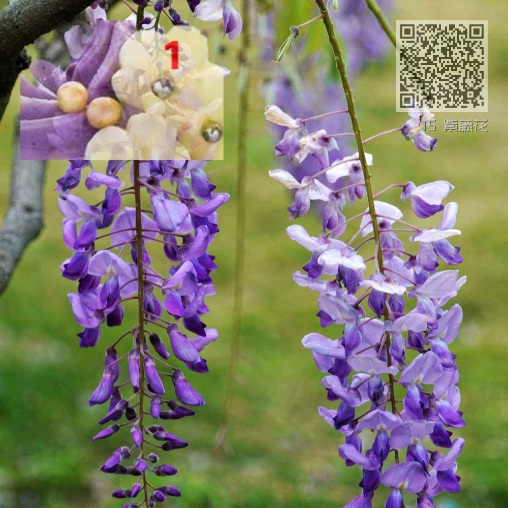 15 紫藤花 15 紫藤花