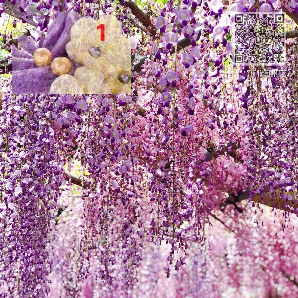 16 紫藤花 16 紫藤花