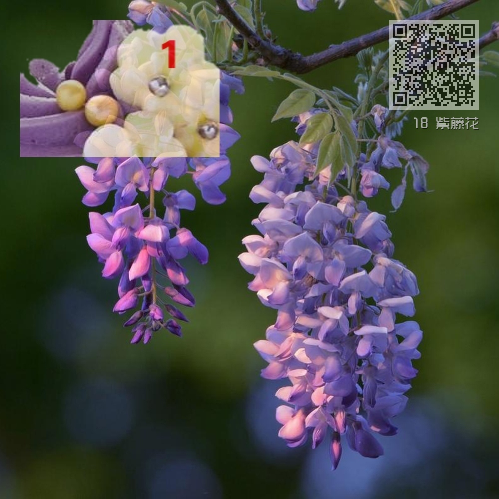 18 紫藤花 18 紫藤花