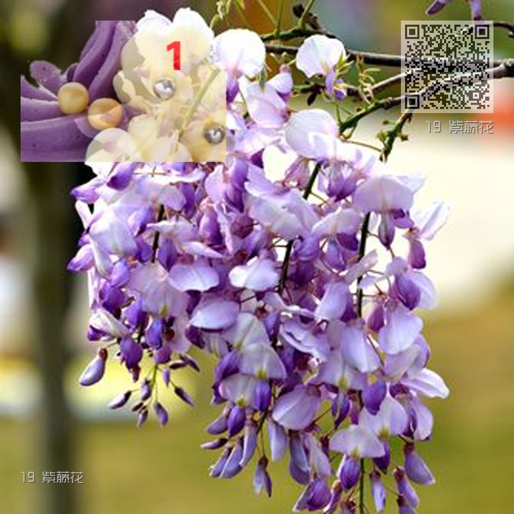 19 紫藤花 19 紫藤花