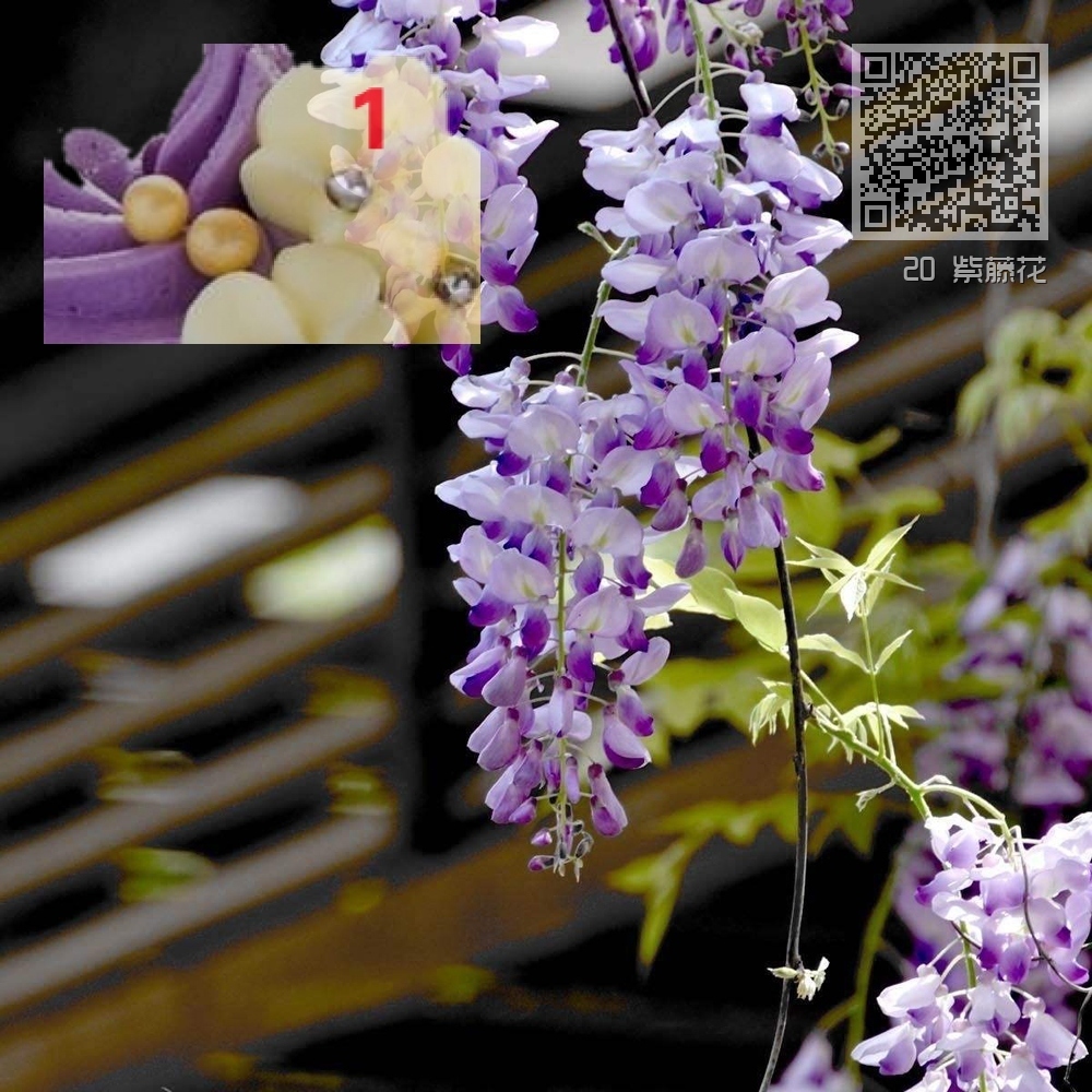 20 紫藤花 20 紫藤花