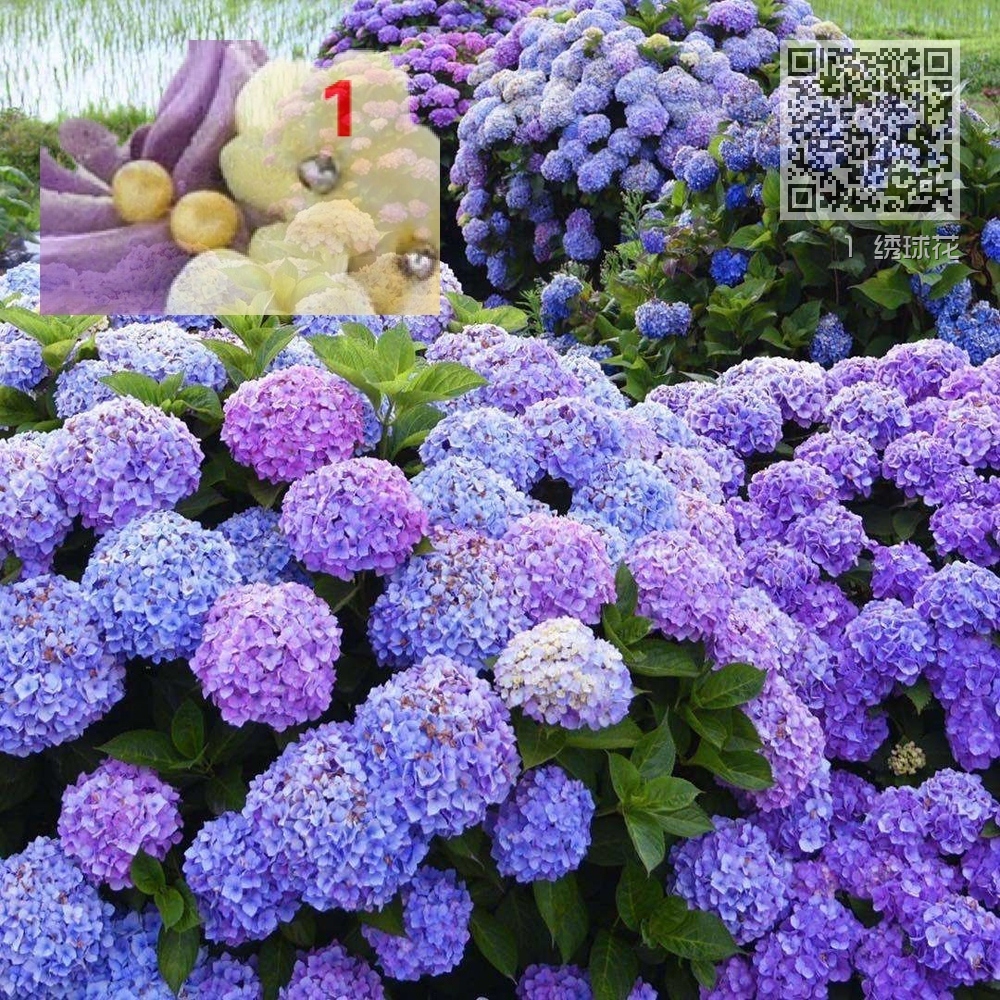 1 绣球花 1 绣球花