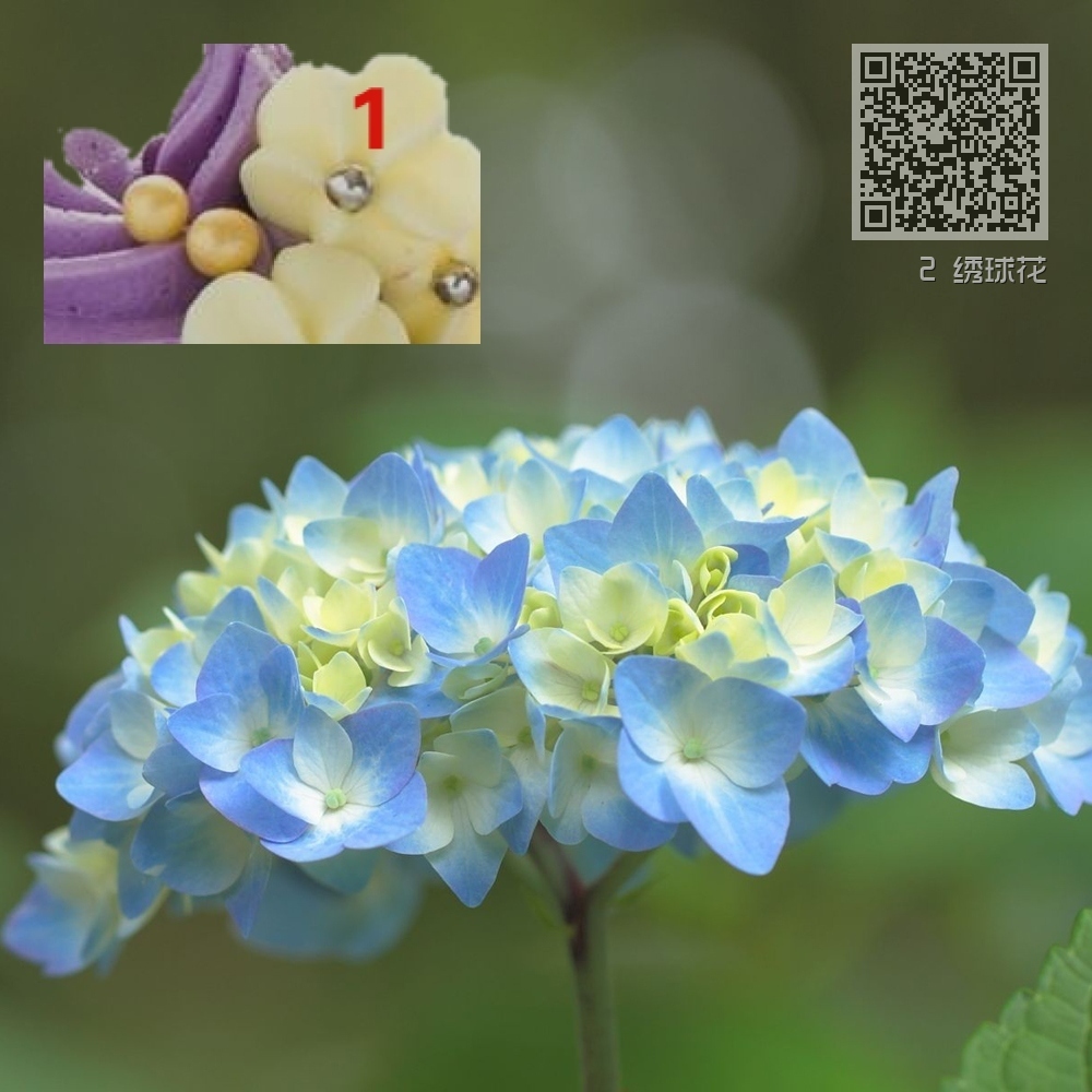 2 绣球花 2 绣球花