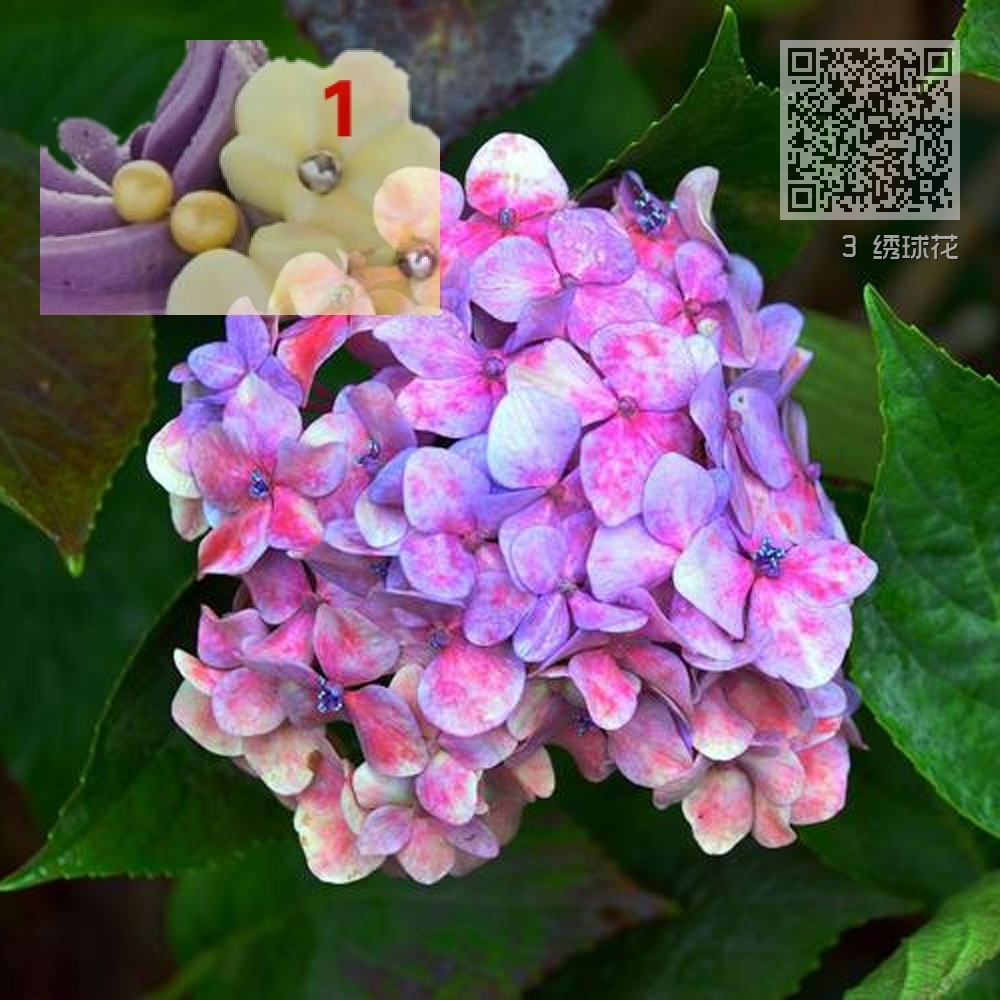 3 绣球花 3 绣球花