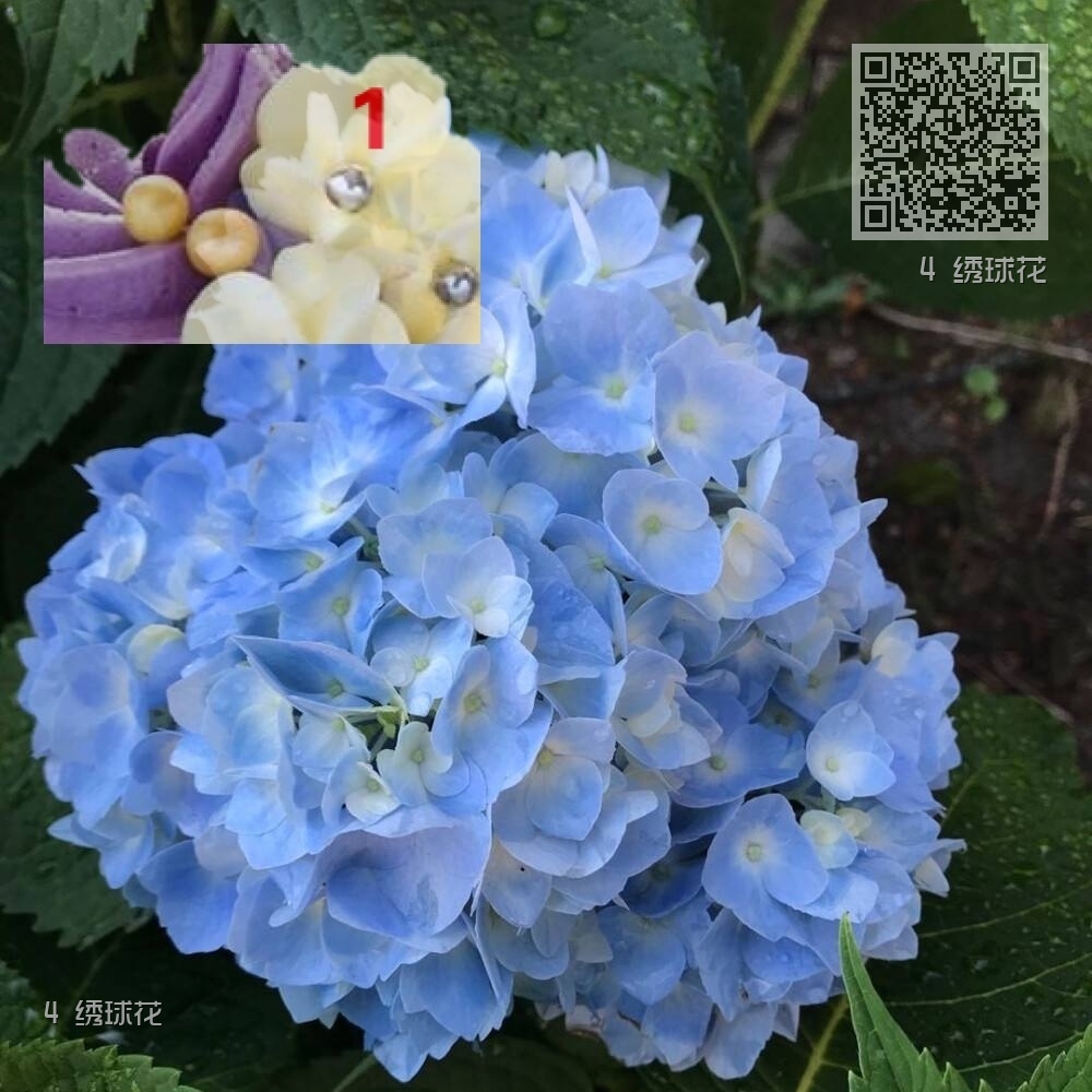 4 绣球花 4 绣球花