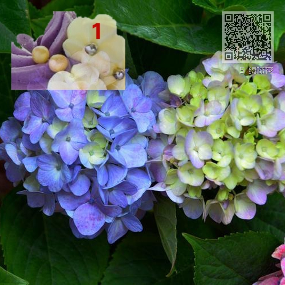 5 绣球花 5 绣球花