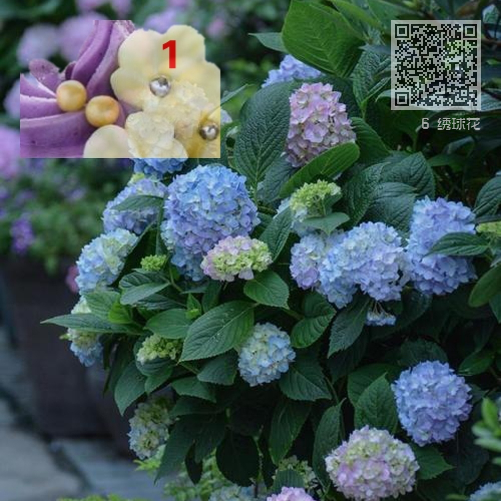 6 绣球花 6 绣球花