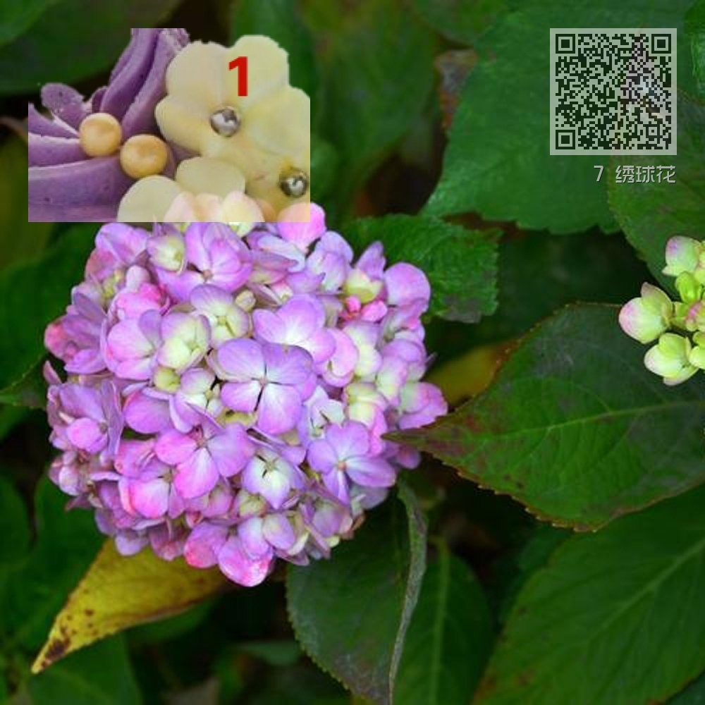 7 绣球花 7 绣球花