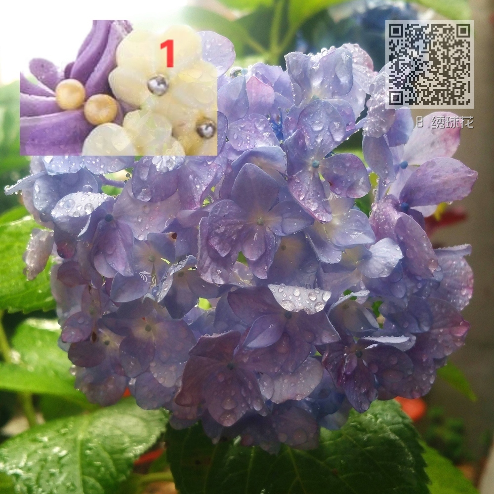 8 绣球花 8 绣球花