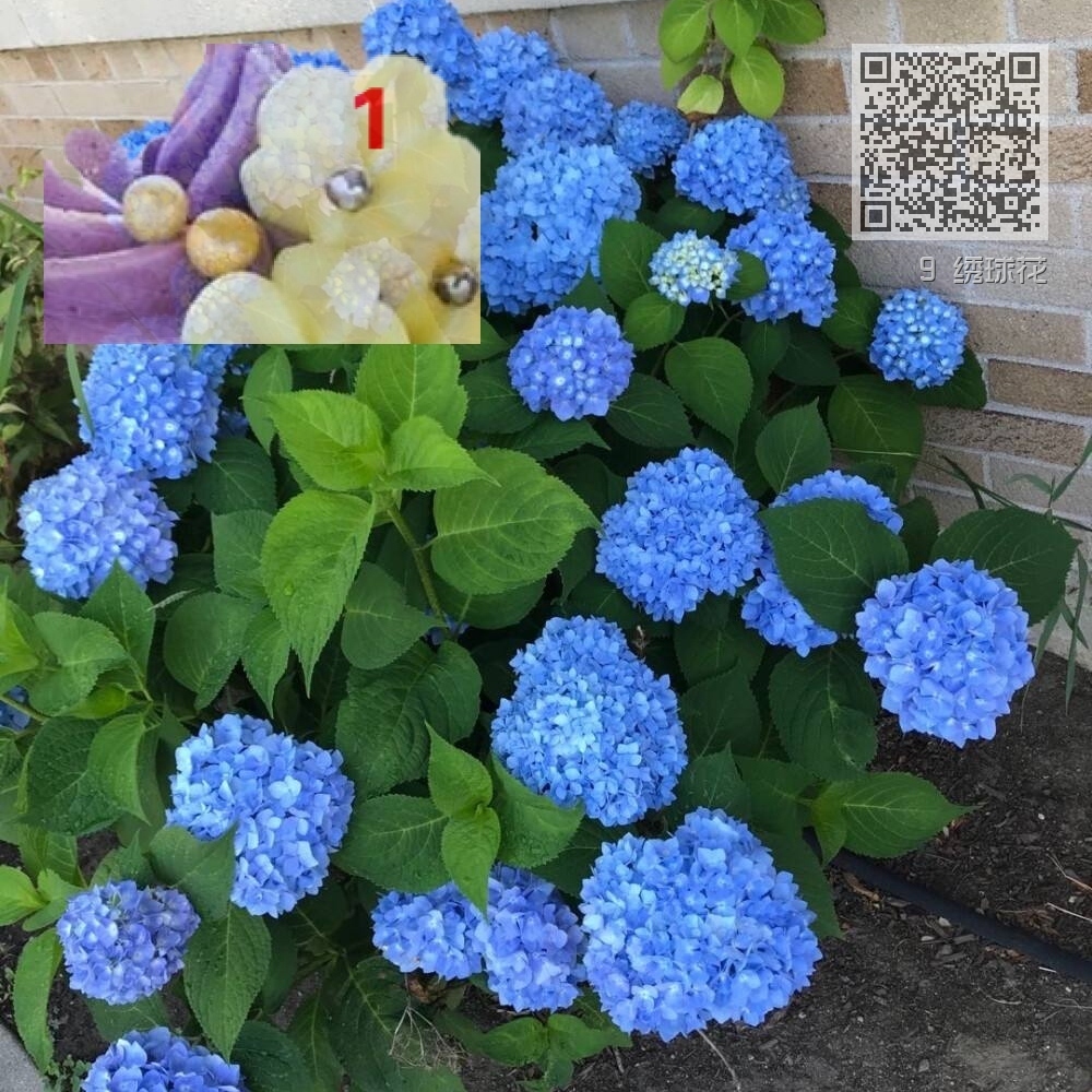 9 绣球花 9 绣球花
