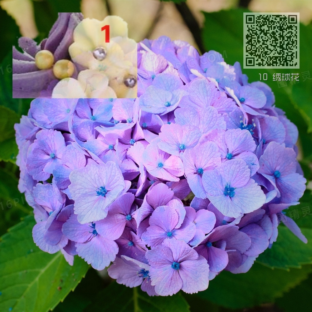 10 绣球花 10 绣球花