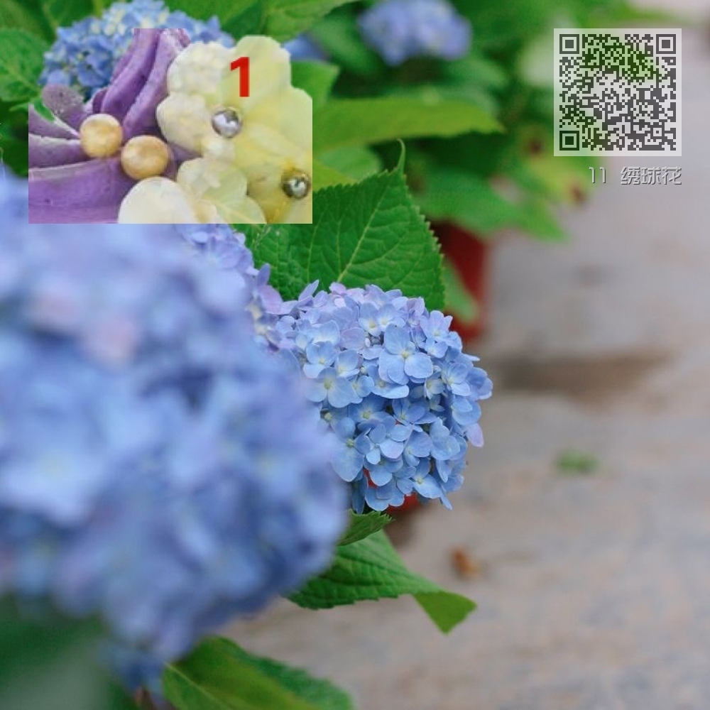 11 绣球花 11 绣球花