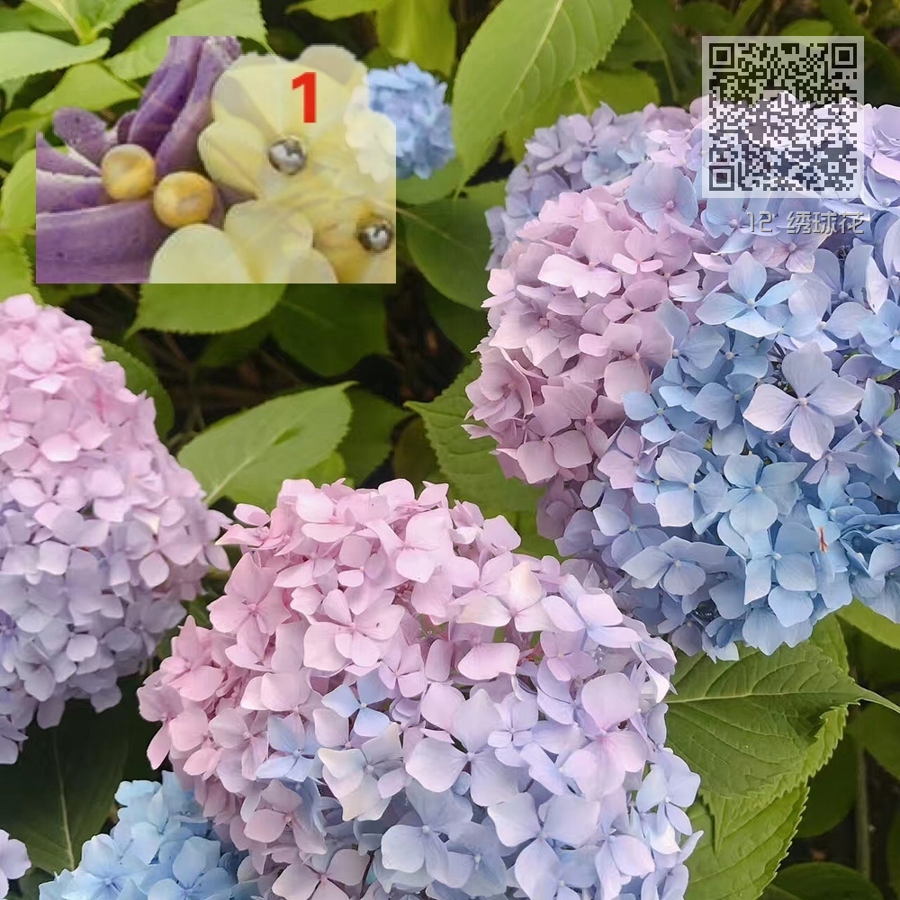 12 绣球花 12 绣球花