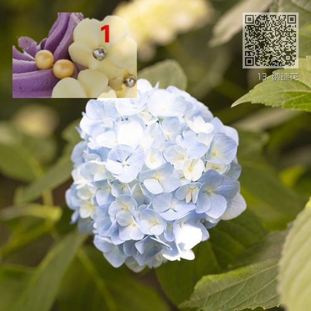 13 绣球花 13 绣球花