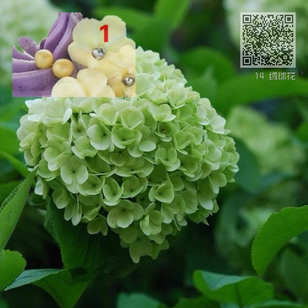 14 绣球花 14 绣球花
