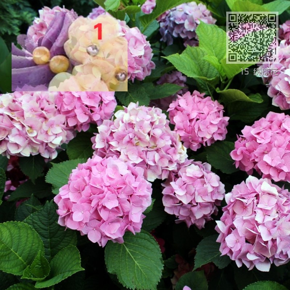 15 绣球花 15 绣球花