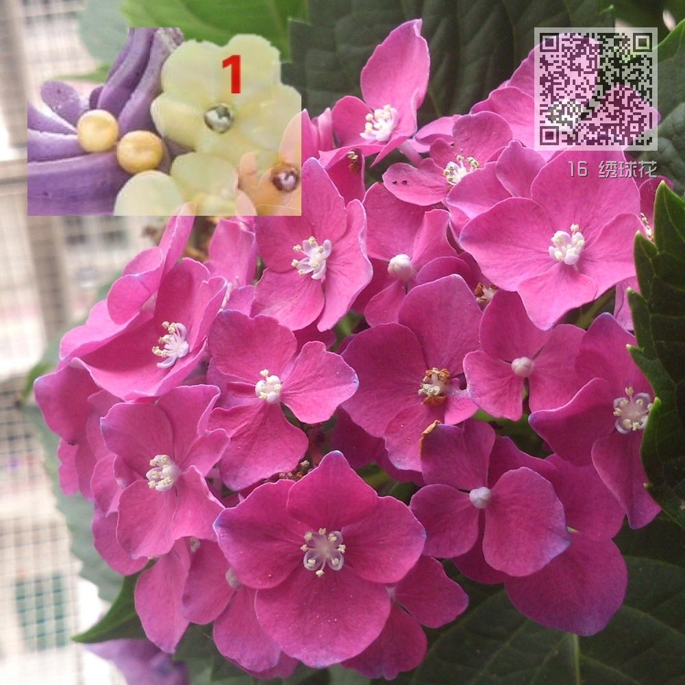 16 绣球花 16 绣球花