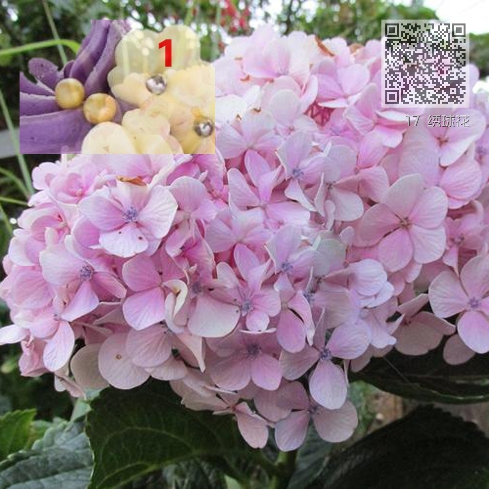 17 绣球花 17 绣球花