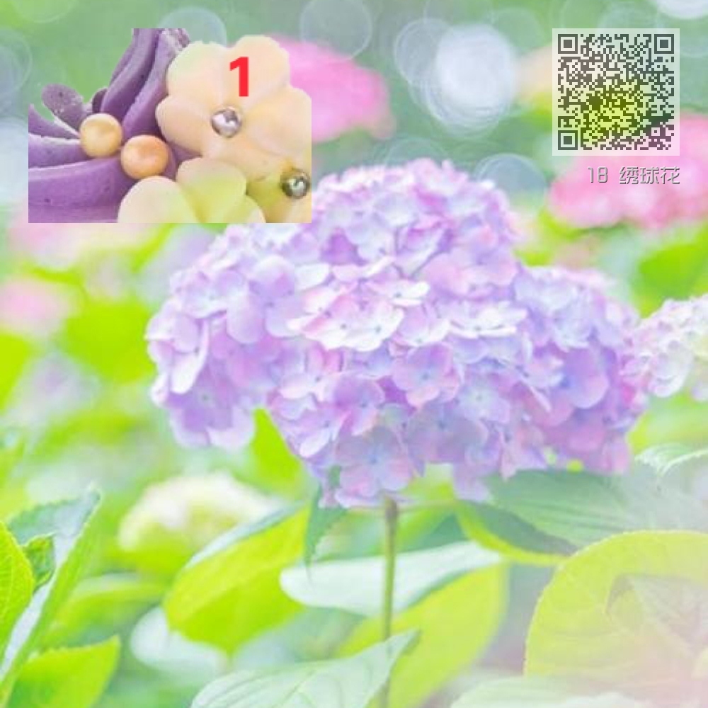 18 绣球花 18 绣球花