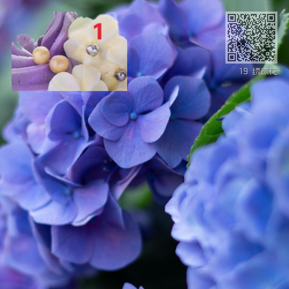 19 绣球花 19 绣球花
