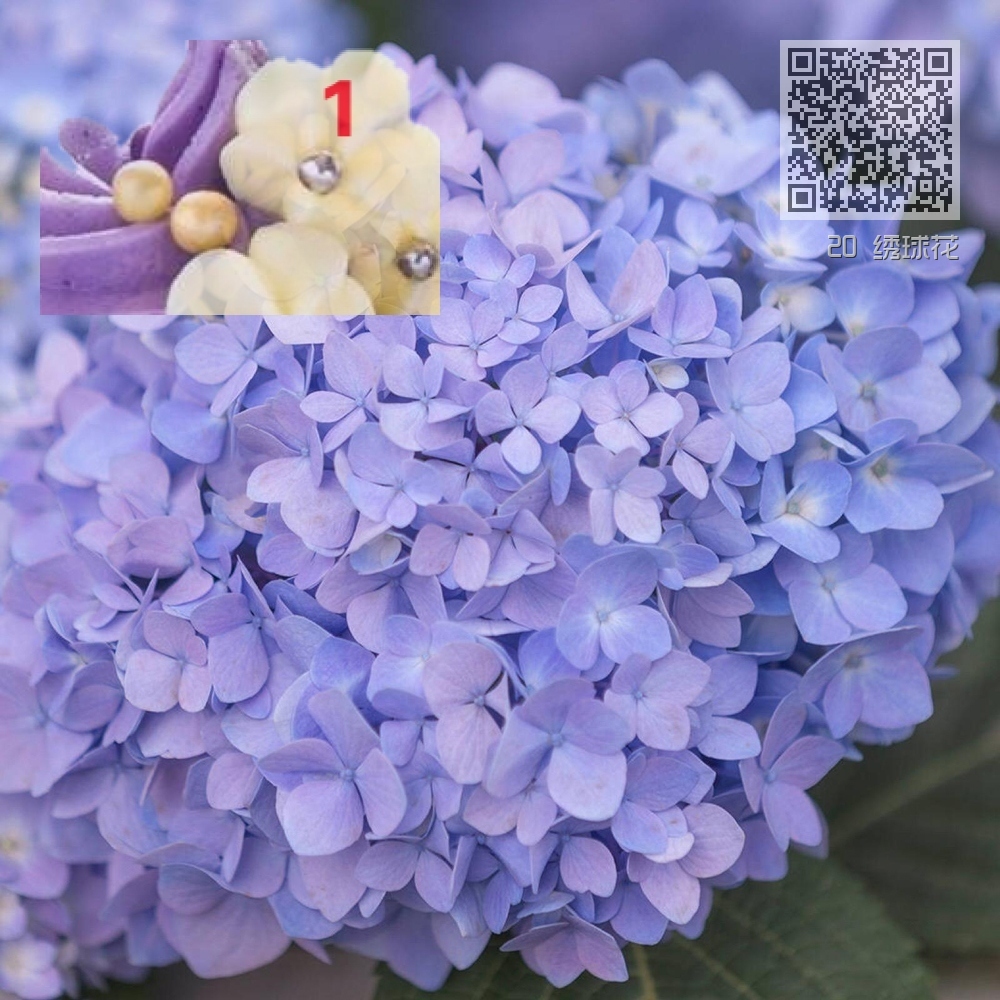 20 绣球花 20 绣球花