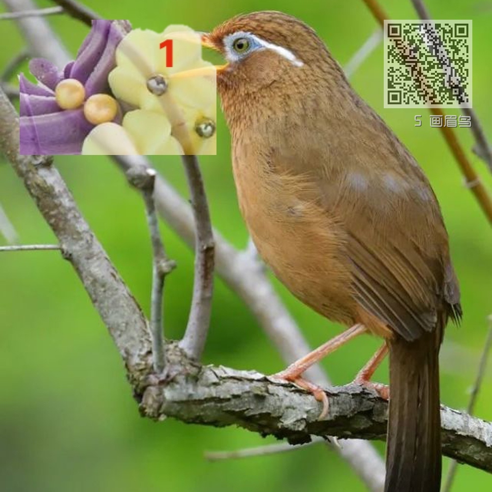 5 画眉鸟 5 画眉鸟