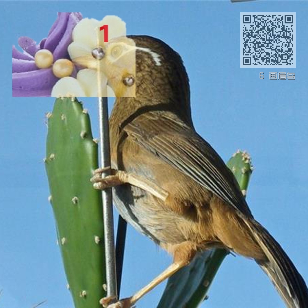 6 画眉鸟 6 画眉鸟