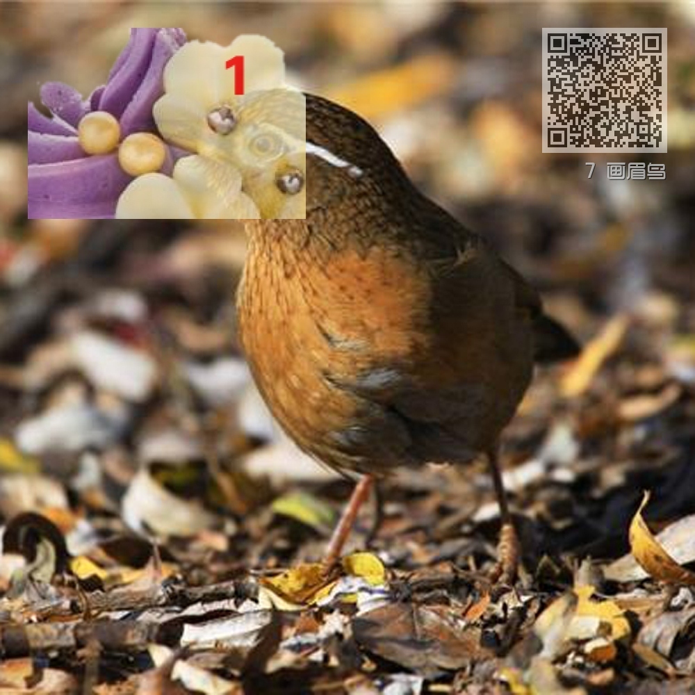 7 画眉鸟 7 画眉鸟