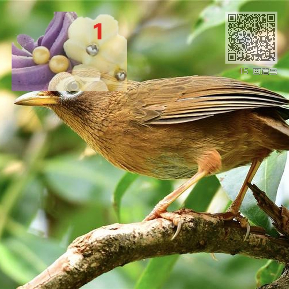 15 画眉鸟 15 画眉鸟