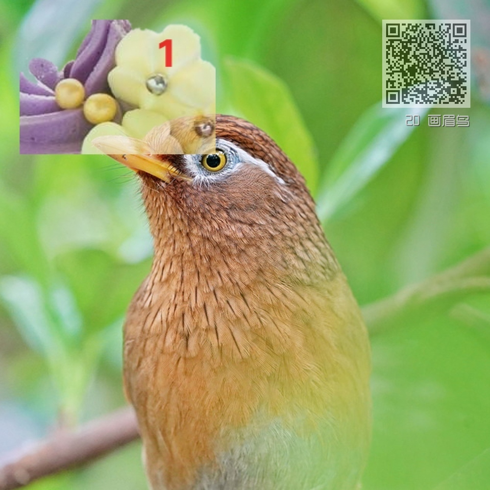 20 画眉鸟 20 画眉鸟