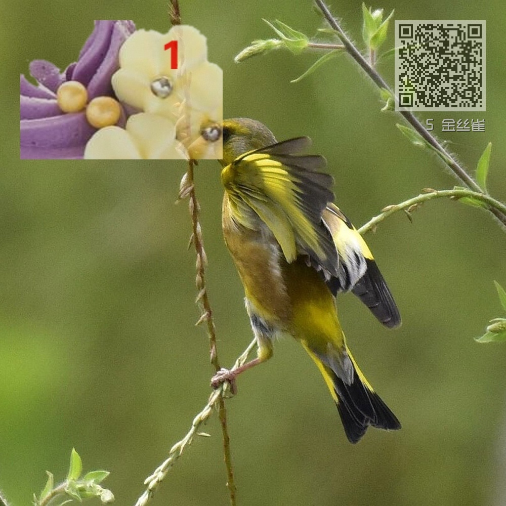 5 金丝雀 5 金丝雀