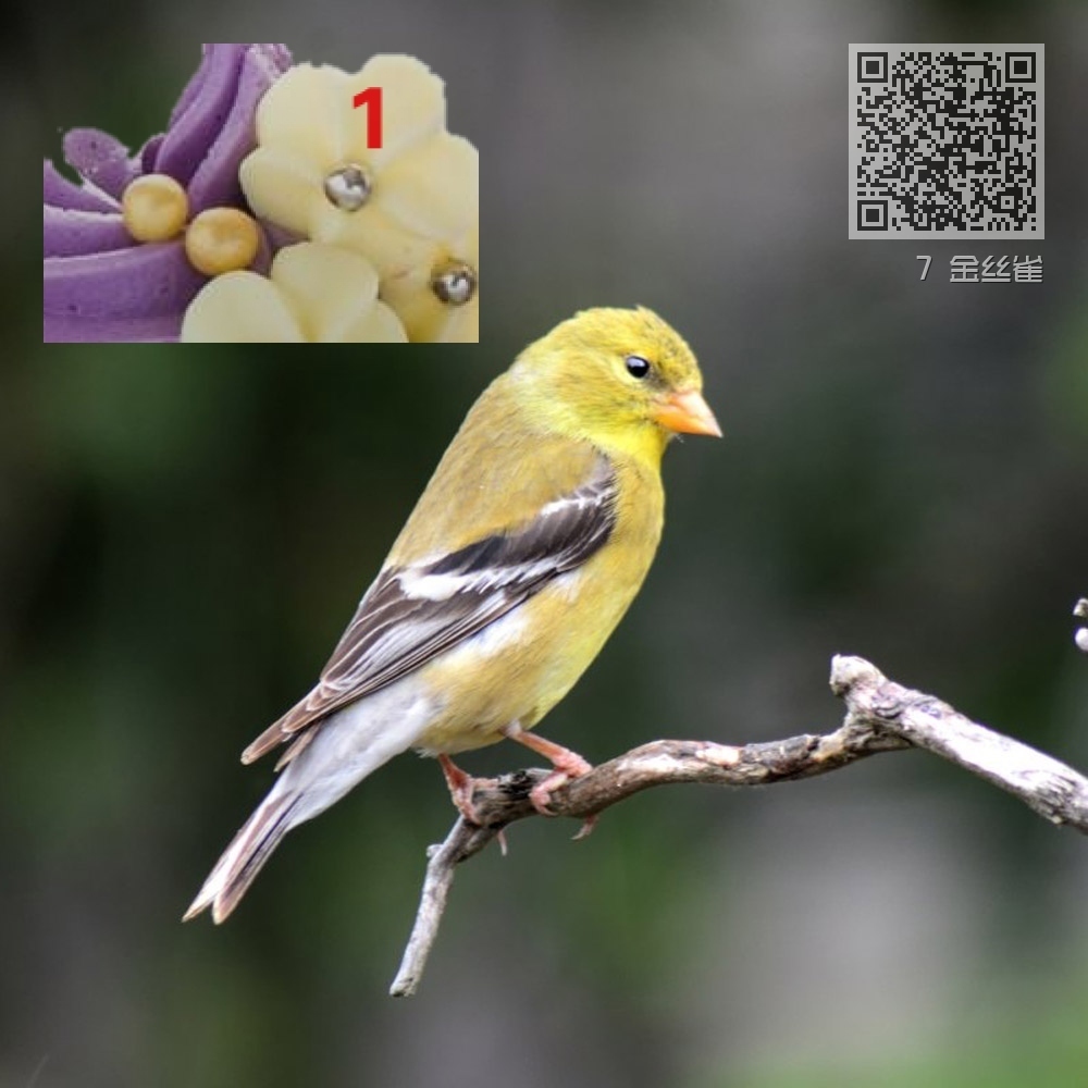 7 金丝雀 7 金丝雀