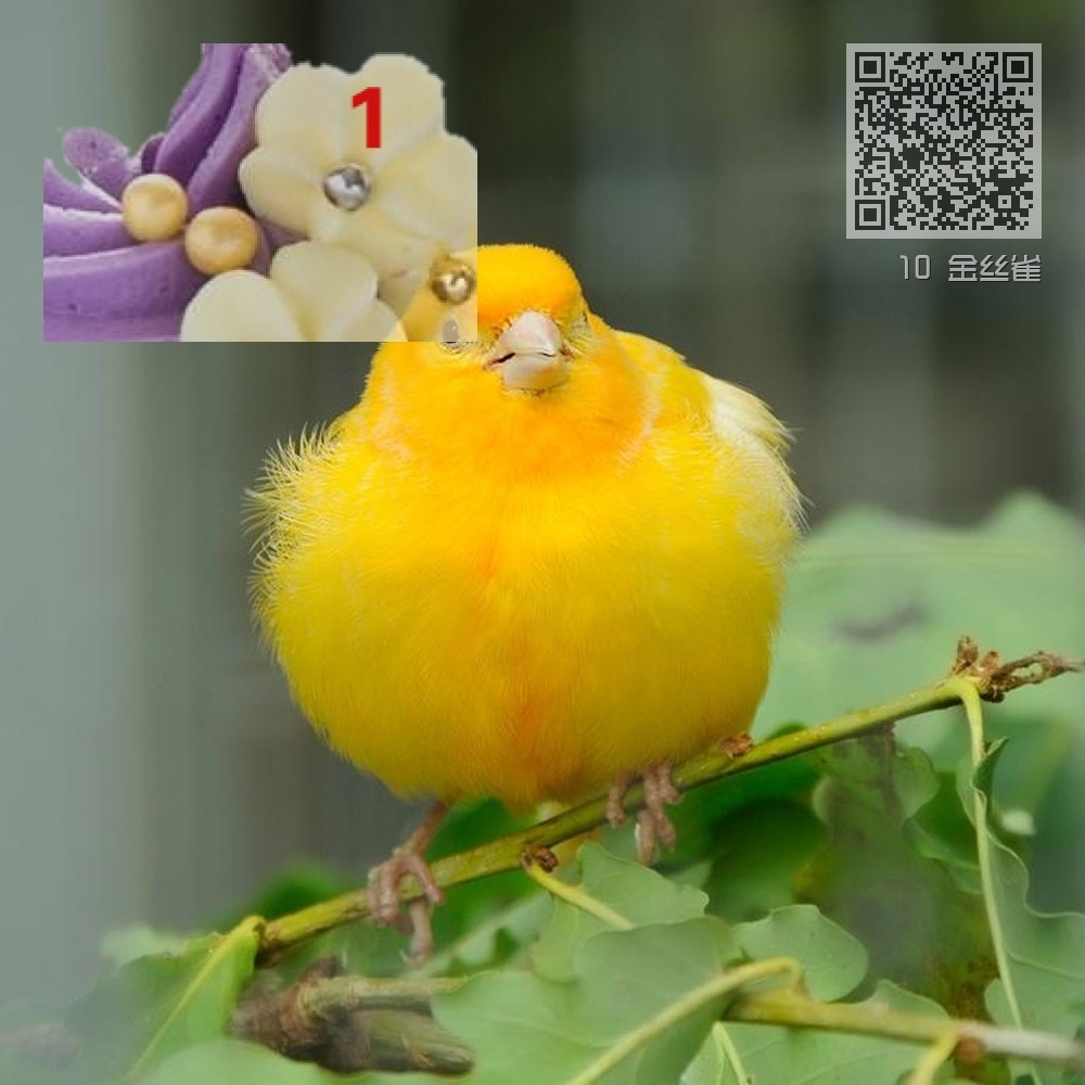 10 金丝雀 10 金丝雀