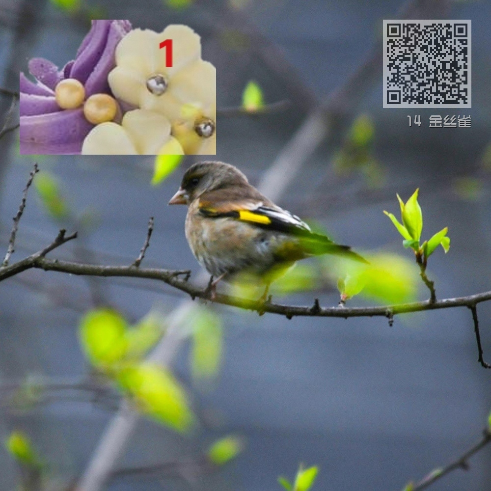 14 金丝雀 14 金丝雀