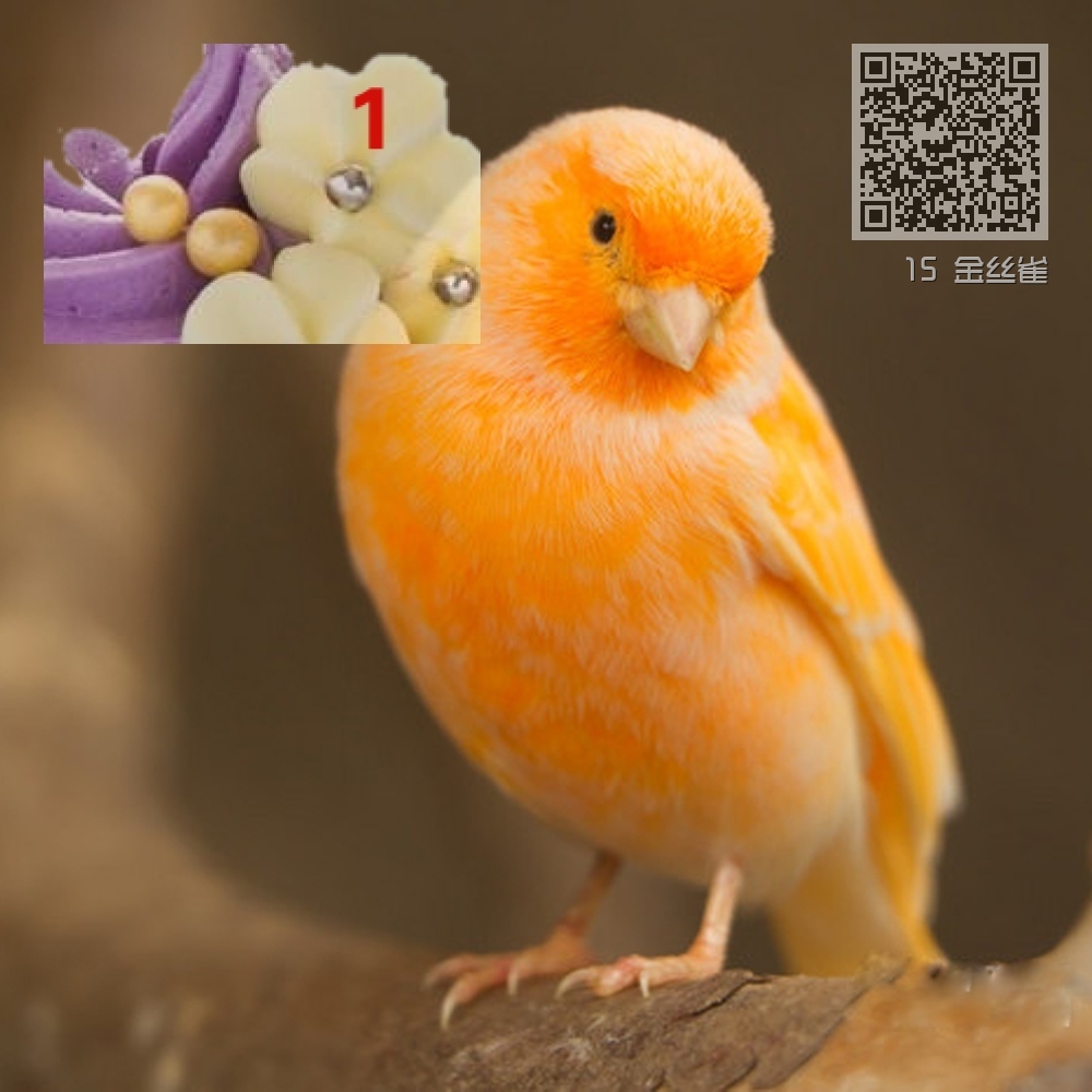 15 金丝雀 15 金丝雀