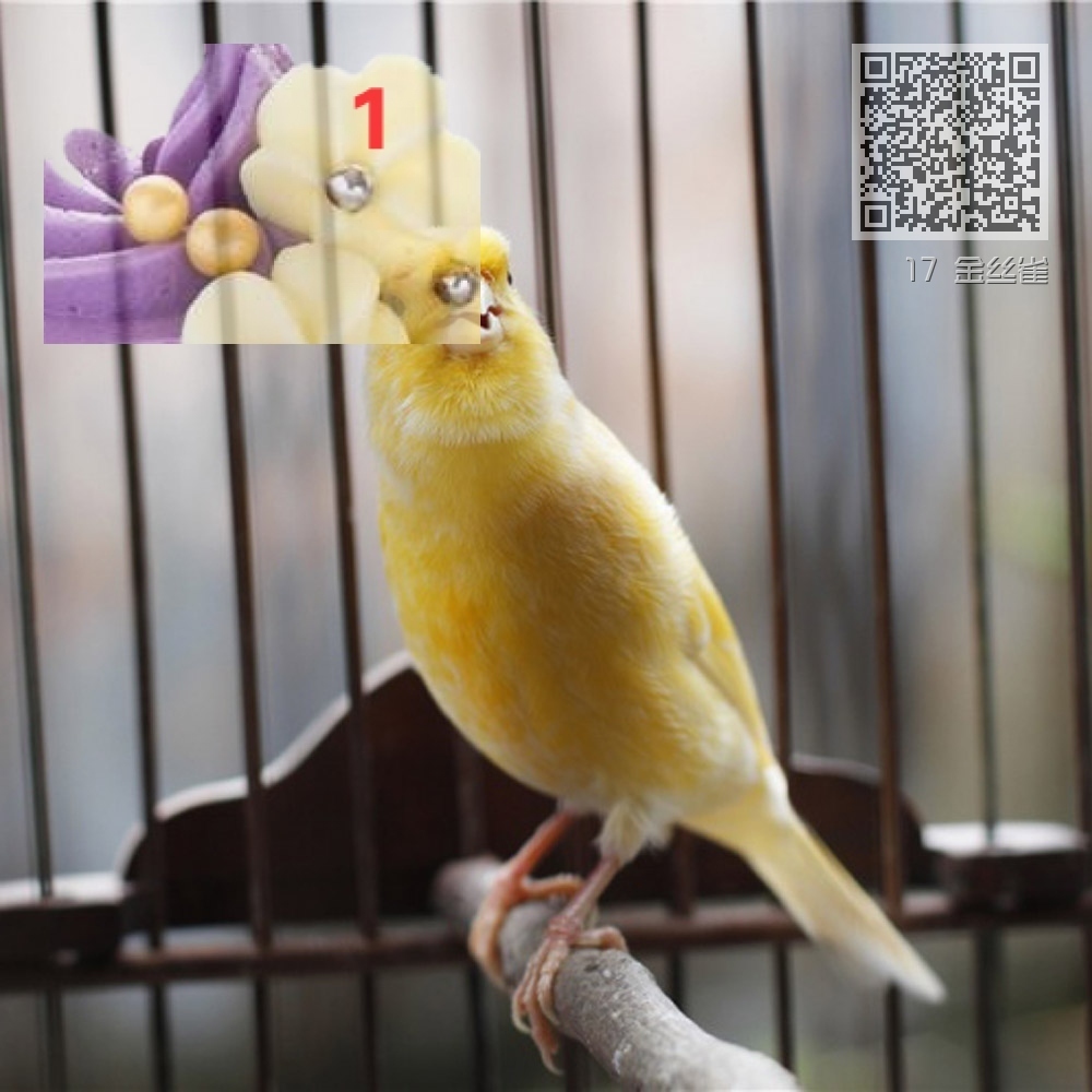 17 金丝雀 17 金丝雀