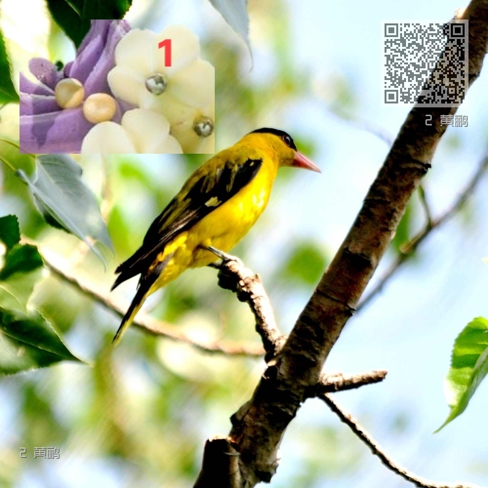 2 黄鹂 2 黄鹂