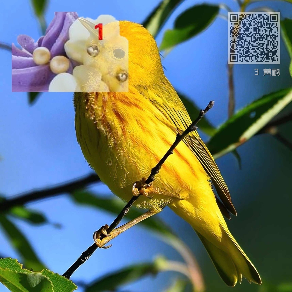 3 黄鹂 3 黄鹂