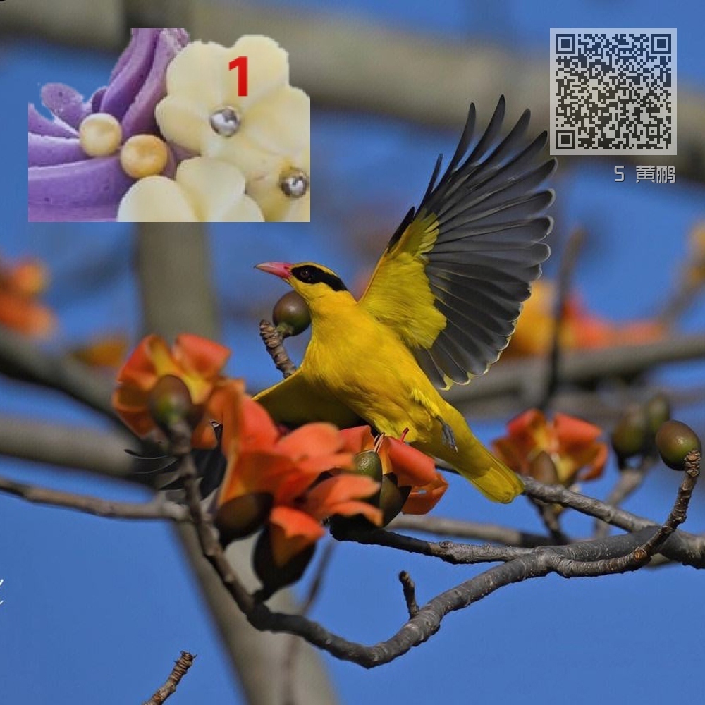 5 黄鹂 5 黄鹂
