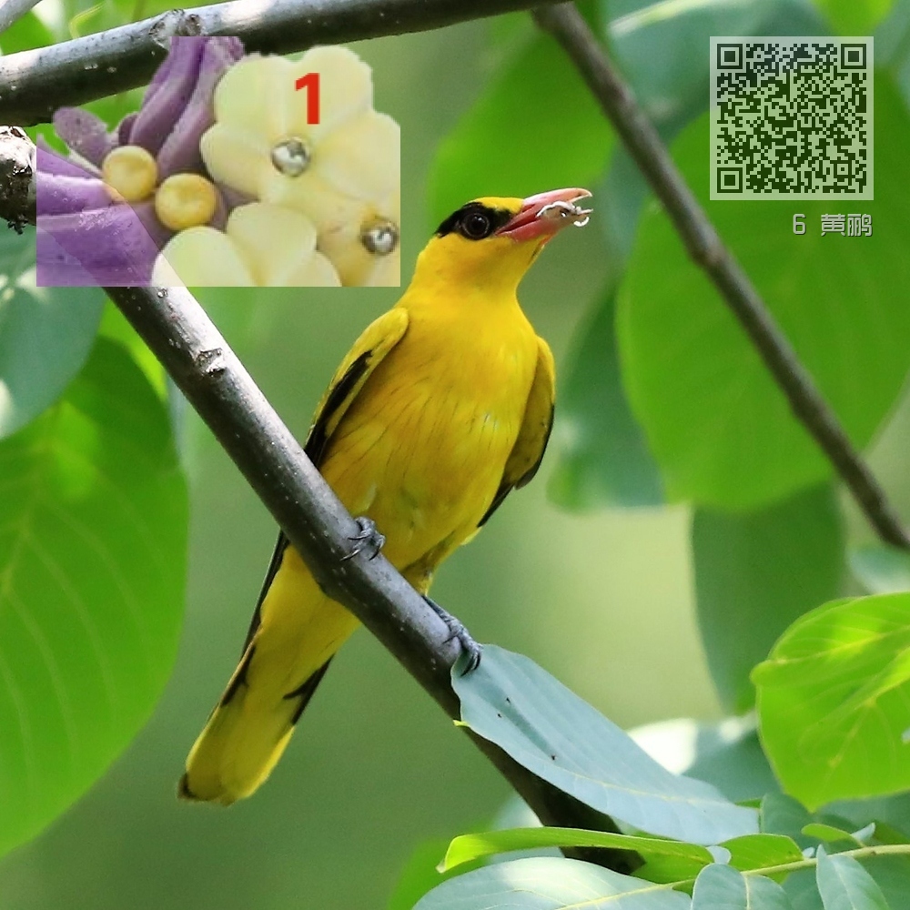 6 黄鹂 6 黄鹂