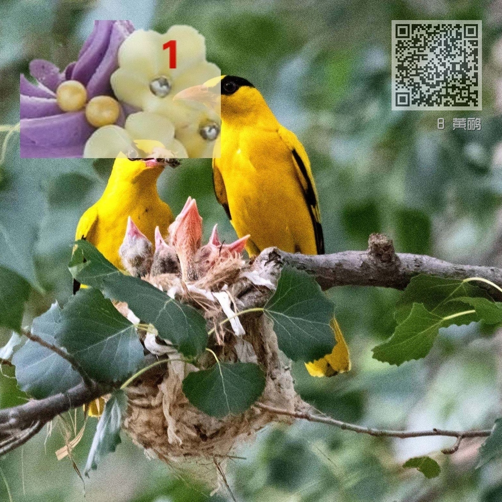 8 黄鹂 8 黄鹂