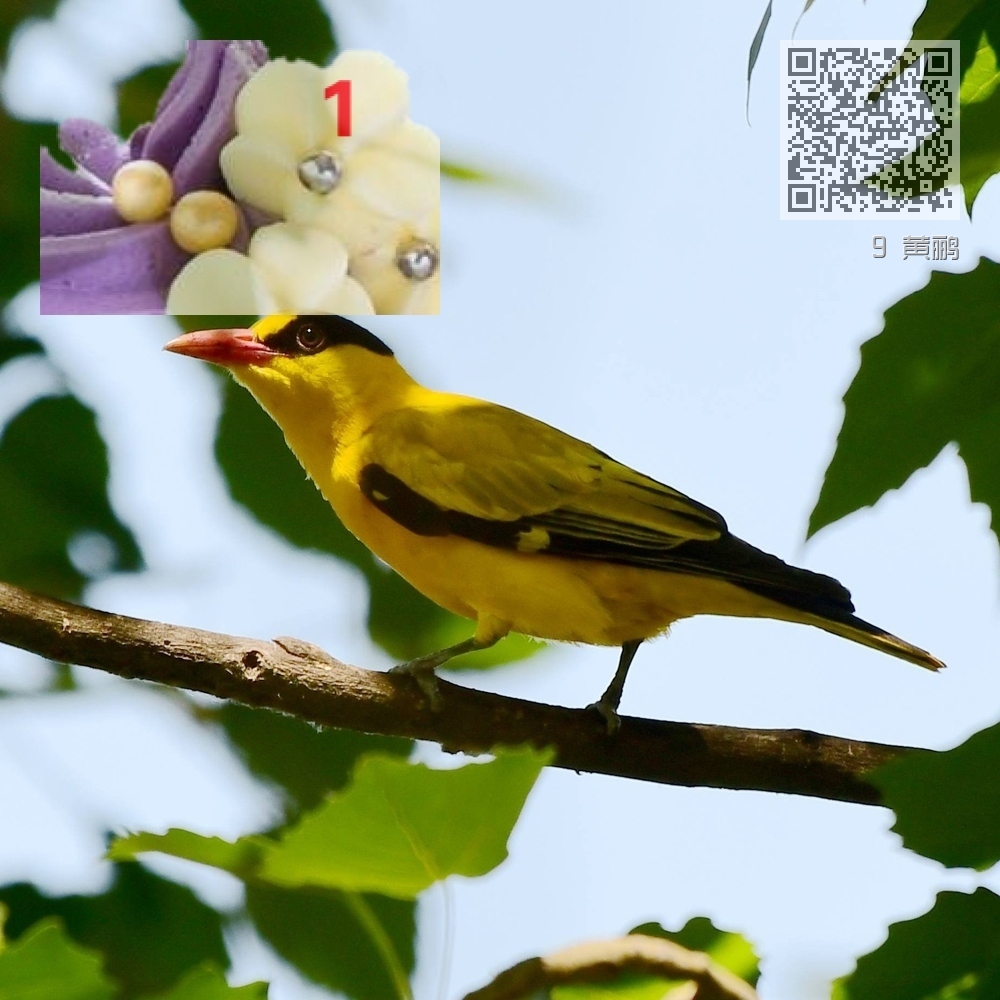 9 黄鹂 9 黄鹂