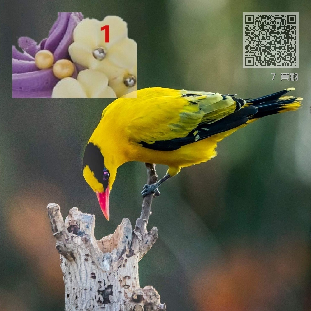 7 黄鹂 7 黄鹂