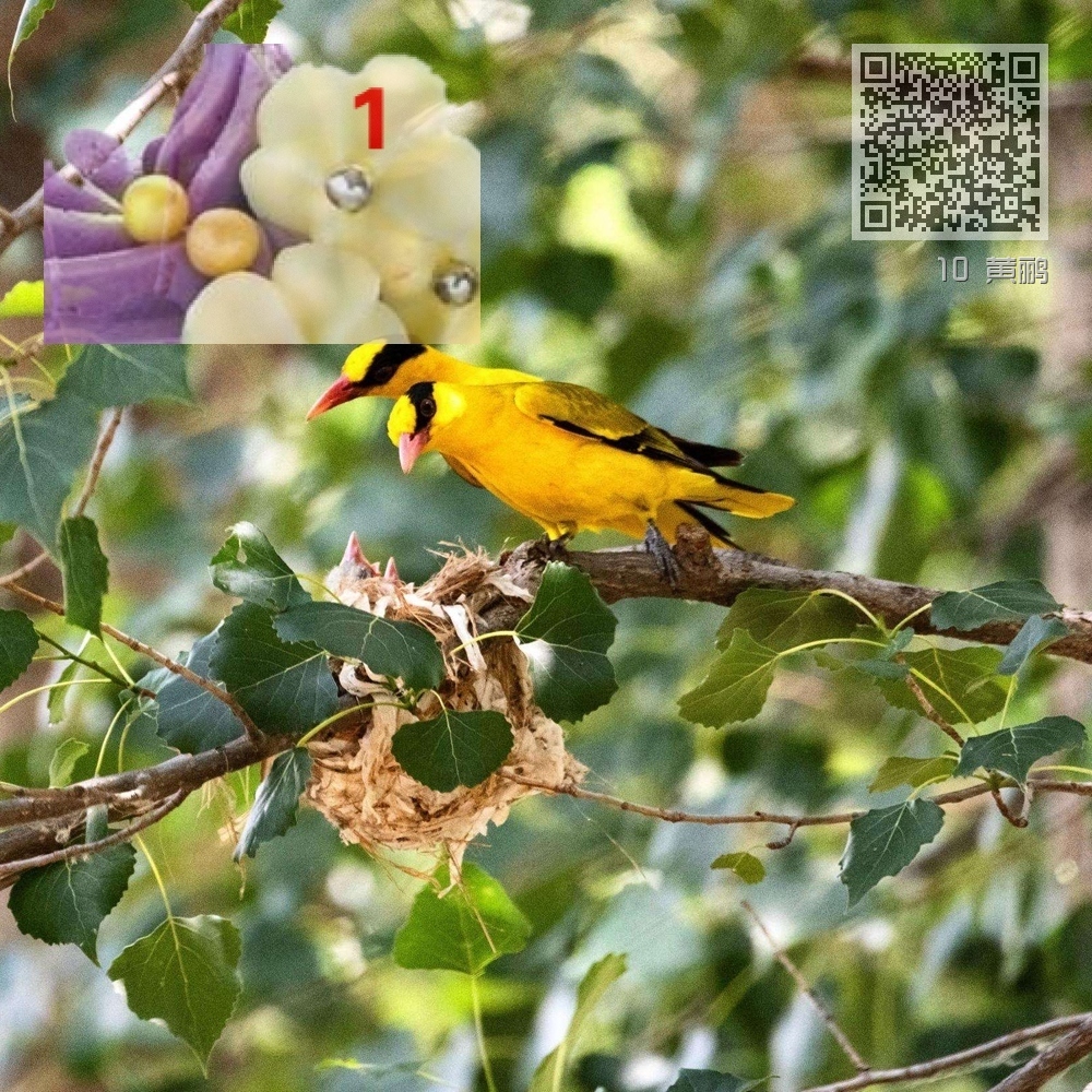 10 黄鹂 10 黄鹂